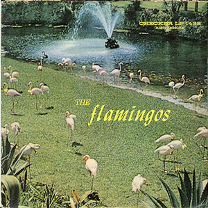 Flamingos