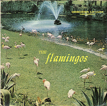 Flamingos